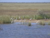 Vogelwelt im Nationalpark