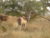 Antilope