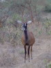 Antilope