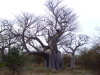 Baobab