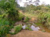 Morgenspaziergang in Waldguinea