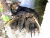 Hundmama mit 6 Welpen