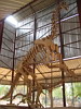 Dinosaurier Skelett I