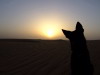 Wolfi vor Sonnenuntergang