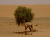 Kamel vor der Düne